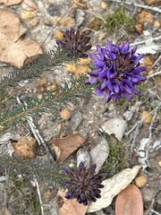 Gompholobium confertum