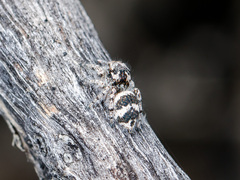 Pseudomogrus albocinctus