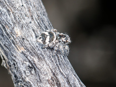 Pseudomogrus albocinctus