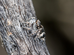 Pseudomogrus albocinctus