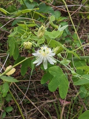Passiflora subpeltata