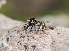 Pseudomogrus albocinctus