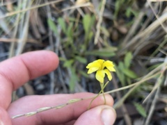 Goodenia pinnatifida