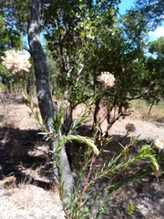 Gnidia gnidioides
