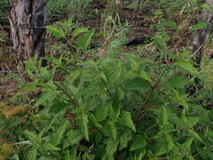 Hyptis capitata