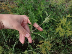 Hyptis capitata