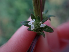 Hyptis capitata