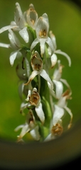 Platanthera dilatata leucostachys