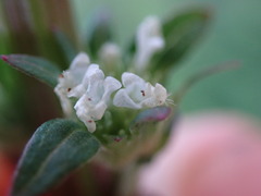 Hyptis capitata