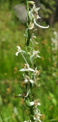 Platanthera dilatata leucostachys