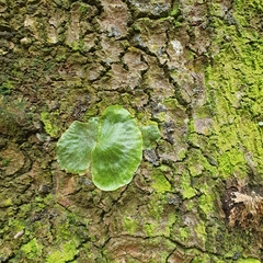 Platycerium superbum