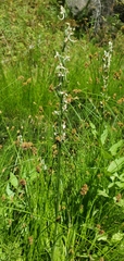 Platanthera dilatata leucostachys