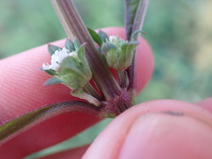 Hyptis capitata