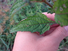 Hyptis capitata