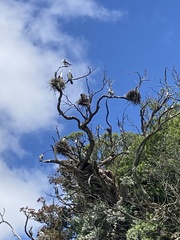 Phalacrocorax varius varius