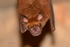 Rhinolophus