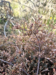 Acrothamnus colensoi