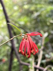 Grevillea polychroma