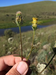 Bidens tenuisecta
