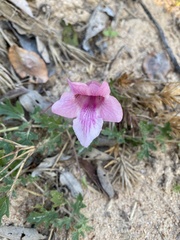 Dicerocaryum senecioides