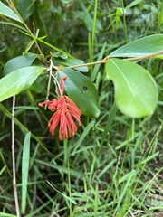Grevillea polychroma