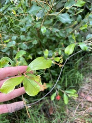 Grevillea polychroma