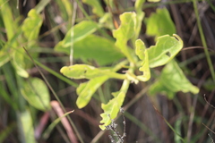 Physalis cinerascens spathulifolia
