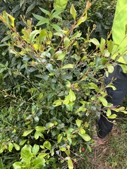 Grevillea polychroma