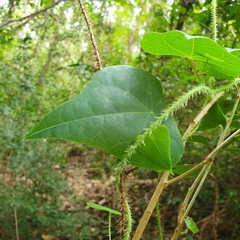 Echinostephia aculeata