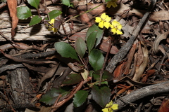 Goodenia hederacea