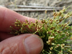 Isolepis cernua