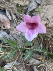 Dicerocaryum senecioides