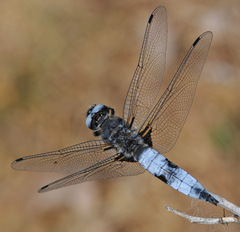 Libellula fulva