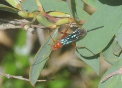 Lissopimpla excelsa