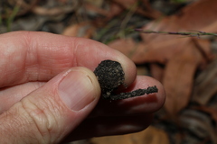 Eucalyptus baileyana