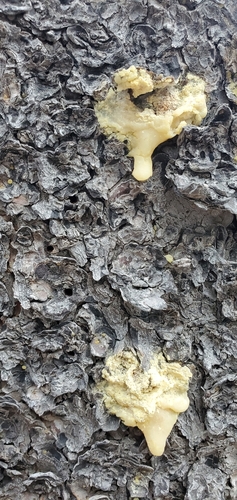 iNaturalist observation photo of Bark and Ambrosia Beetles