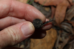 Eucalyptus baileyana