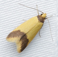 Heteroteucha dichroella