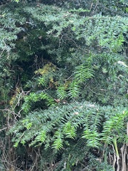 Araucaria bidwillii