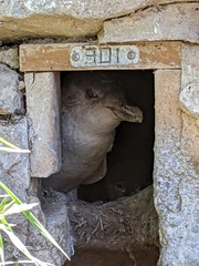 Eudyptula minor albosignata