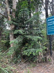 Araucaria bidwillii