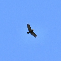 Nestor meridionalis septentrionalis