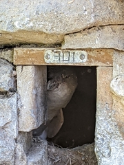 Eudyptula minor albosignata