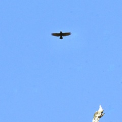 Nestor meridionalis septentrionalis