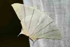 Ourapteryx marginata