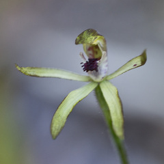 Caladenia atradenia