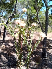 Gnidia gnidioides