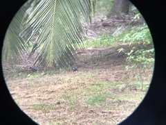 Acridotheres grandis