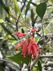 Grevillea polychroma