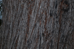 Eucalyptus baileyana